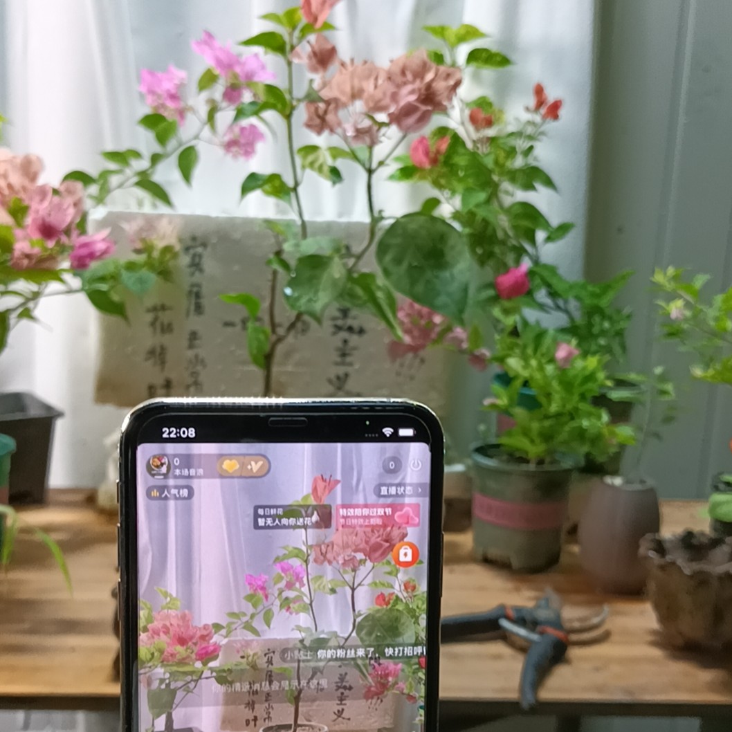 三角梅（九九）勤花飘枝带花盆栽绿植