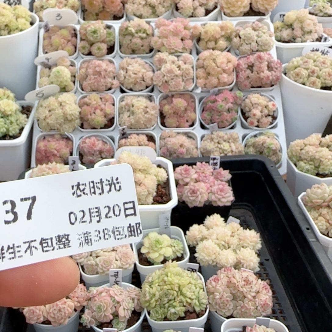 绥*【闪购商品】0220-37打包