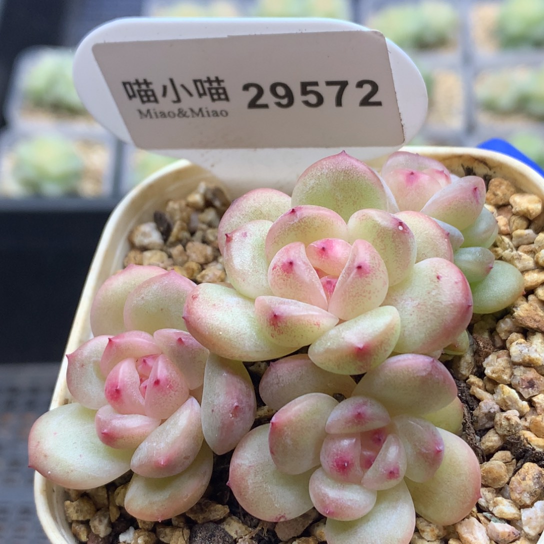 多肉植物杂交珍妮