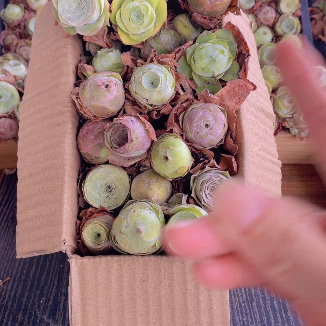 保底三十二颗以上量拍88888