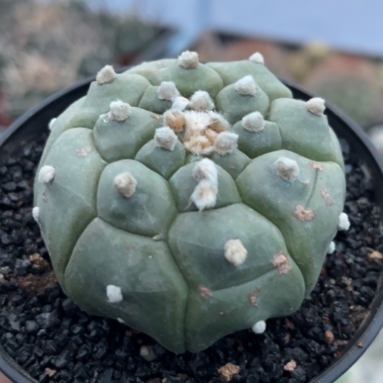 当前无花栽培后可以开花实生龟甲兜微瑕