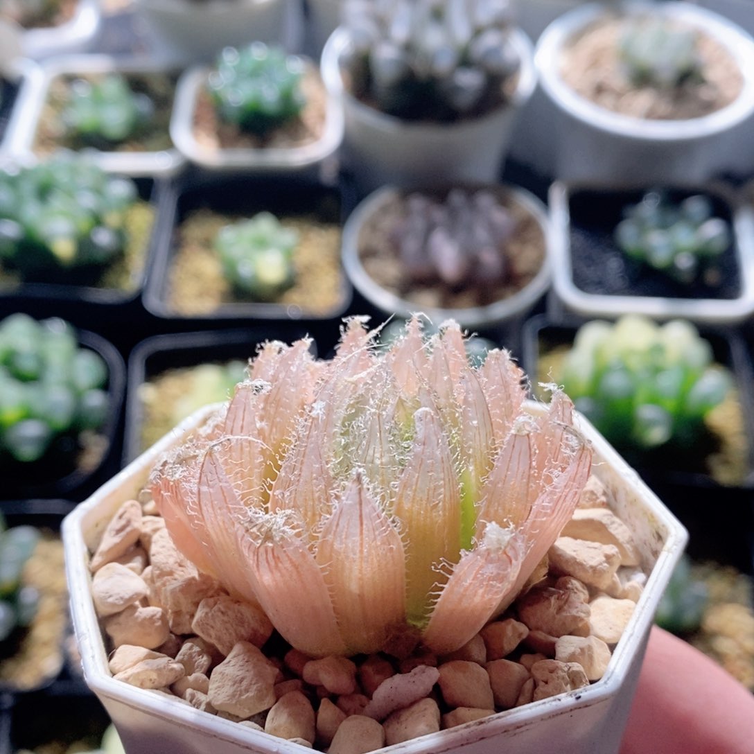 钻石实生针管玉露