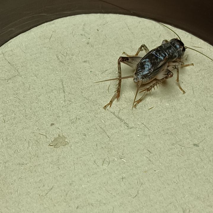 天津雷霆份房精品仿秋