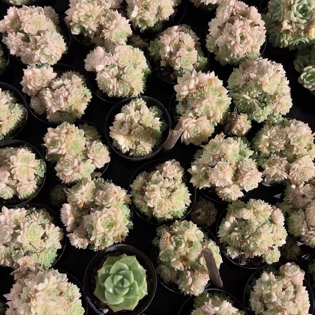 多肉植物啦啦啦啦啦啦