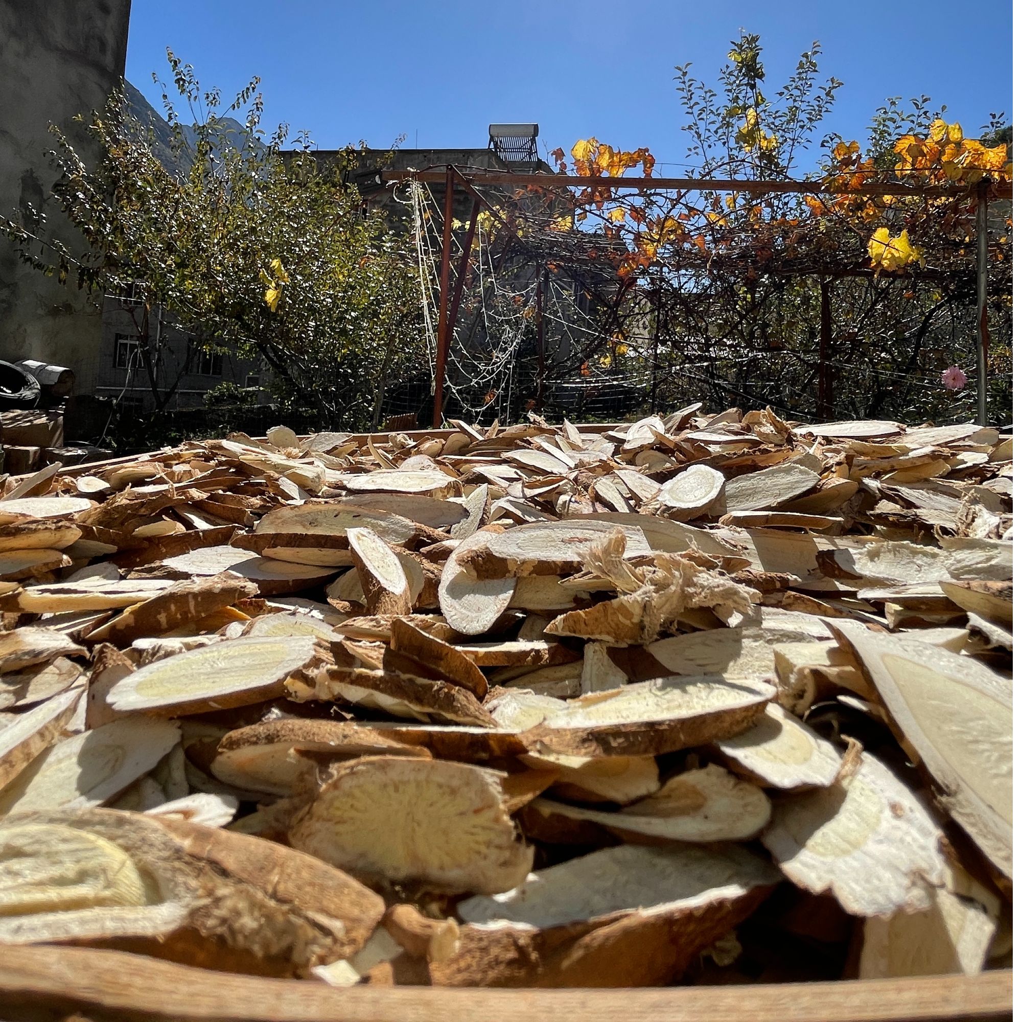 [D]甘孜州理塘产区高海拔正宗黄芪主根切片（散装称重）