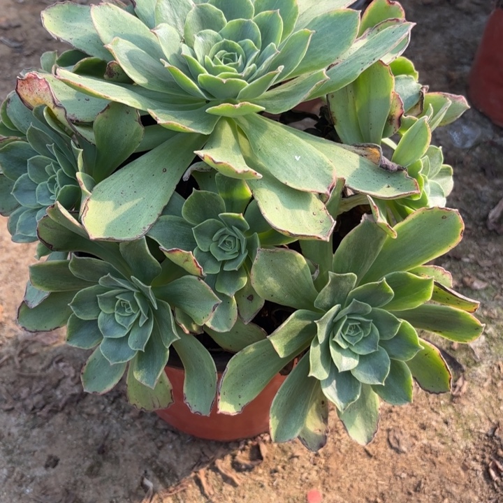 多肉植物玉龙观音锦12