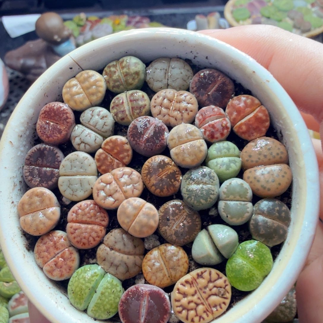 多肉植物的生长发育和757