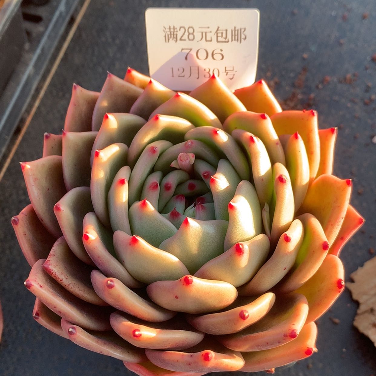 【闪购商品】云706号