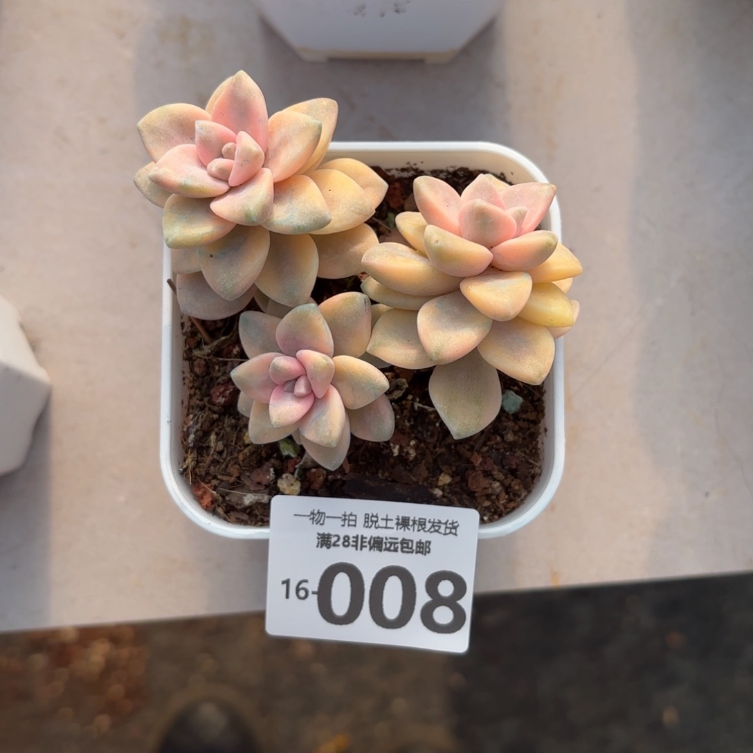 美杏锦多肉多肉多肉