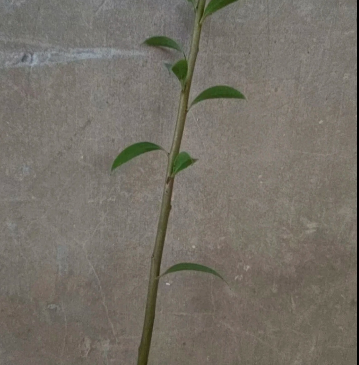 四季常青植物盆景老桩