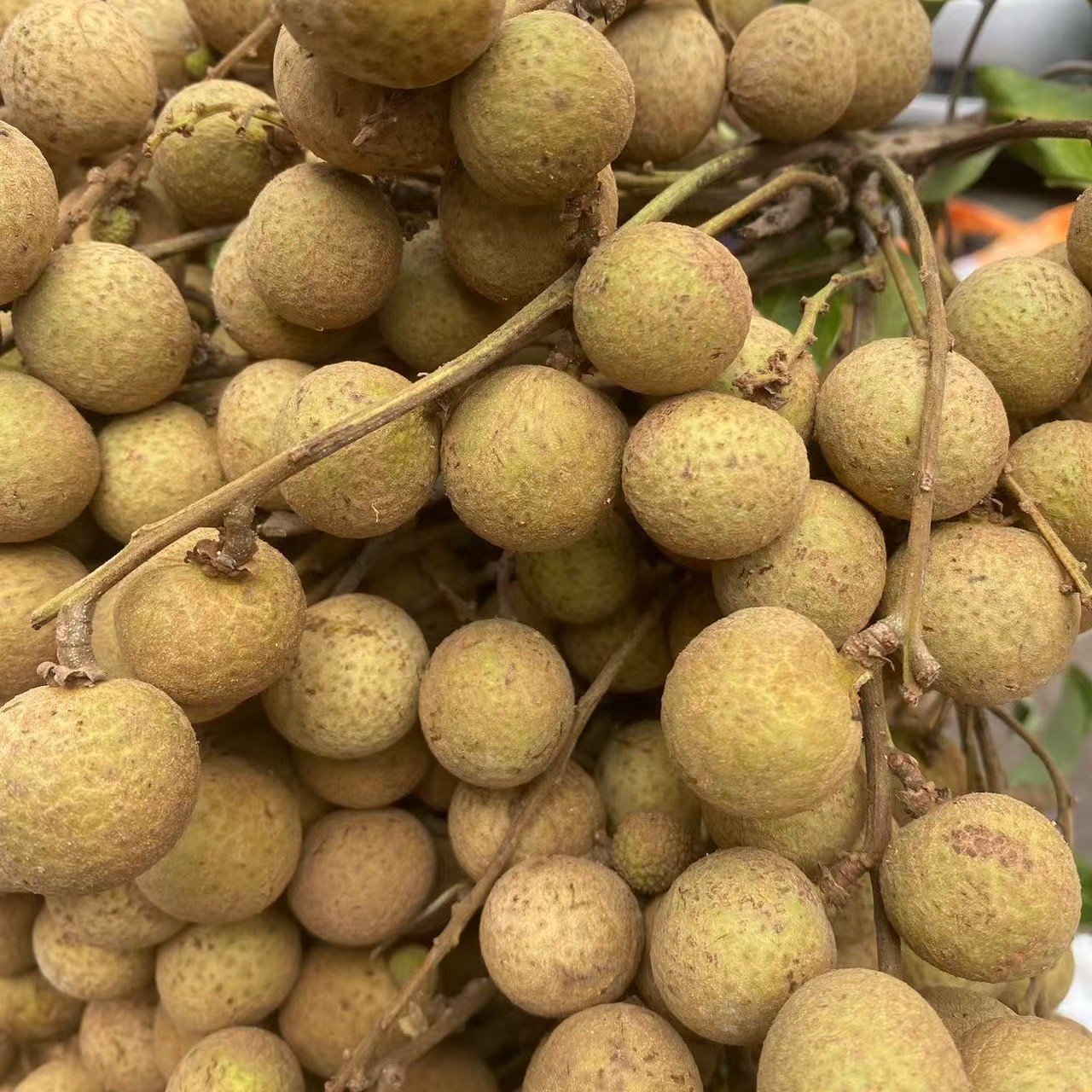 （顺丰空运全国包邮）广西平南石硖龙眼新鲜采摘现摘现发