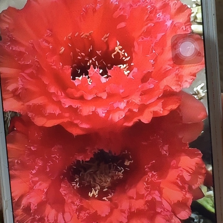 73号侧芽5公分左右毛花柱（20包邮）