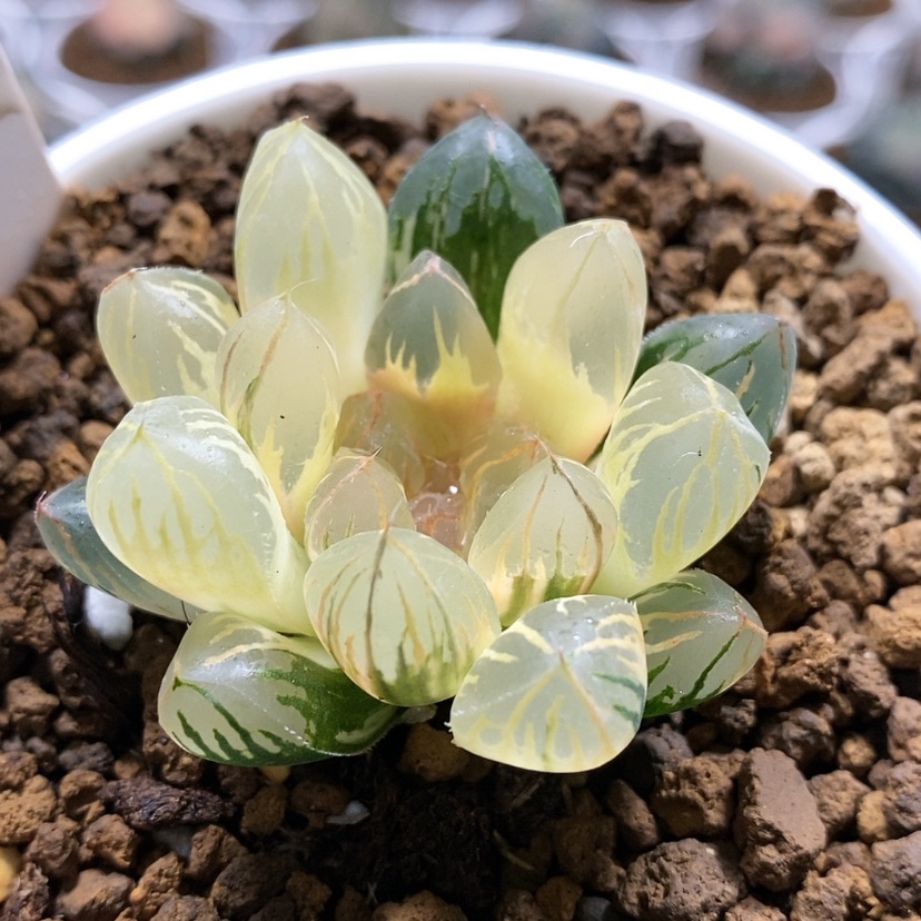 【闪购商品】67糊斑日出