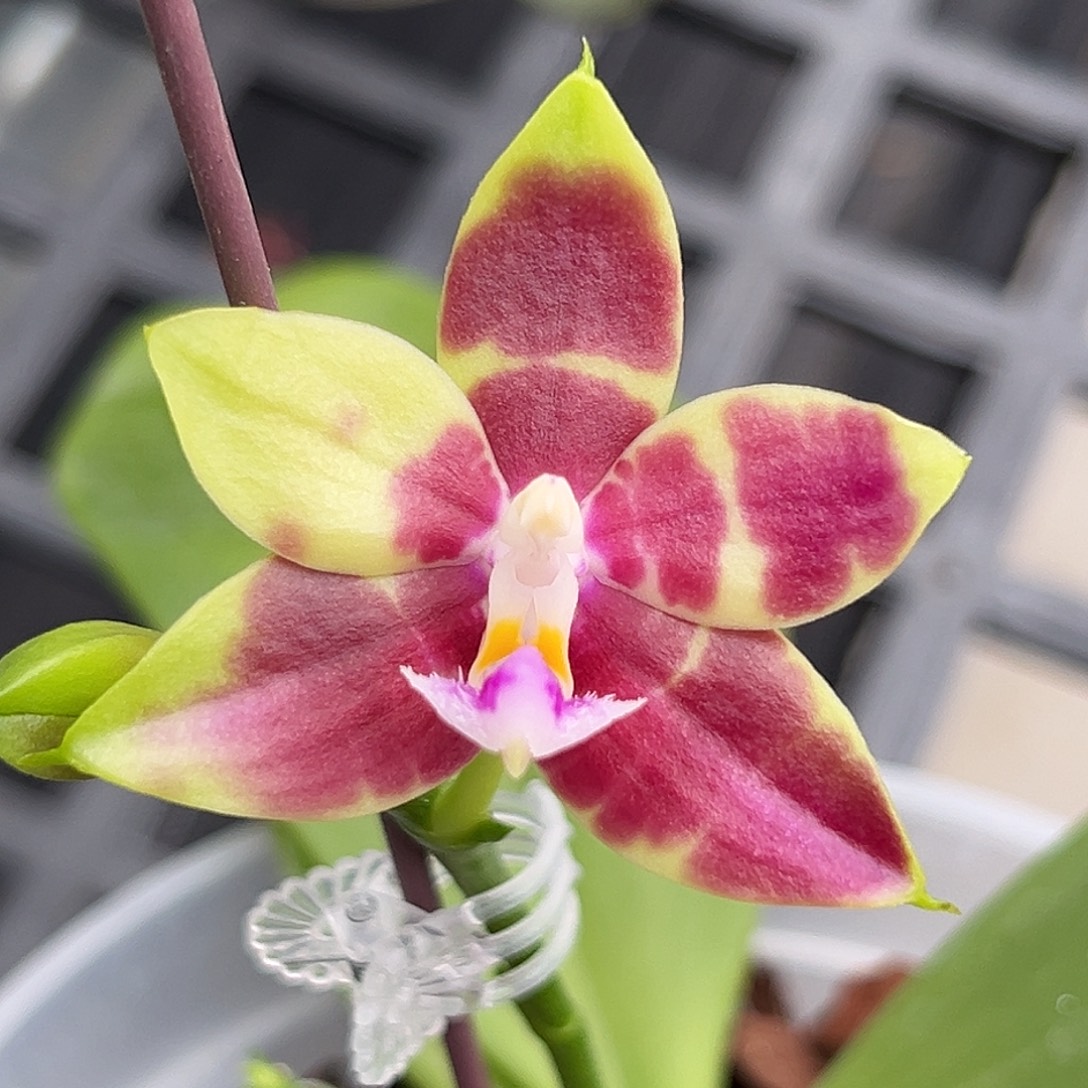 当前无花栽培后可以开花