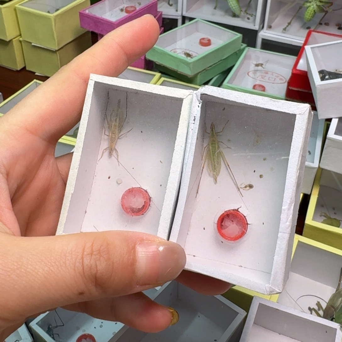 2条柬埔寨。      