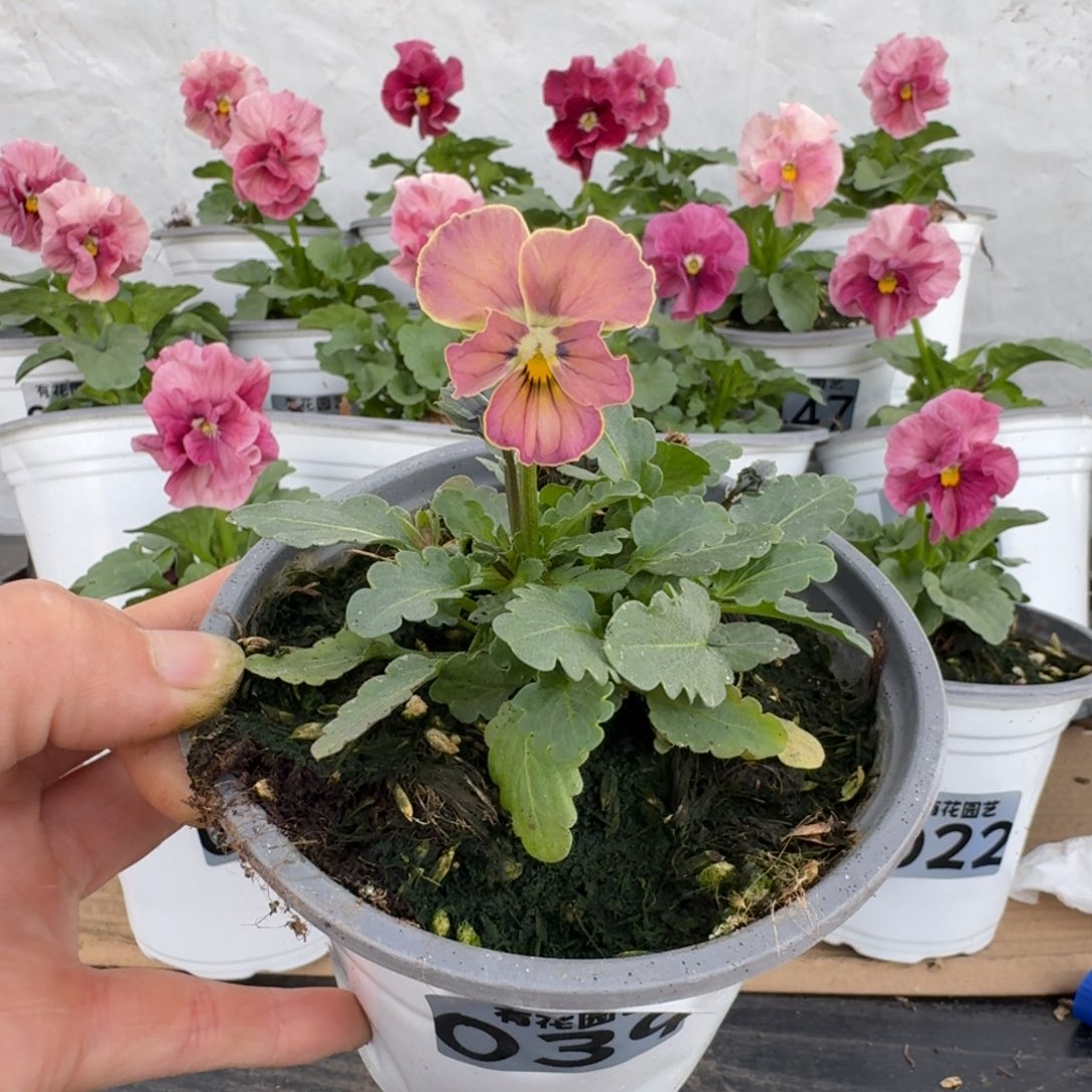 全部花朵039号角堇