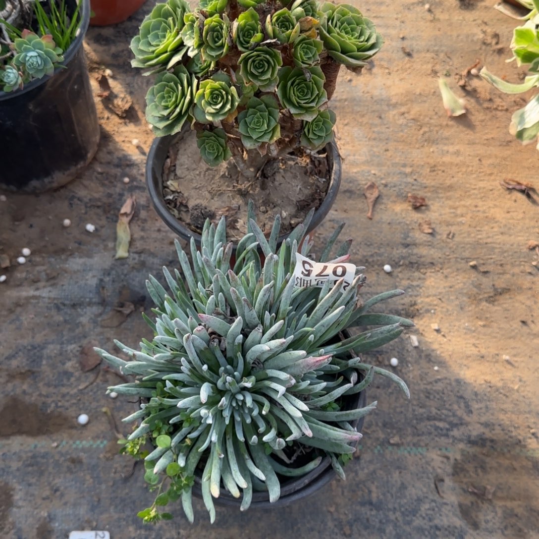 多肉203+075满20包邮断枝不包