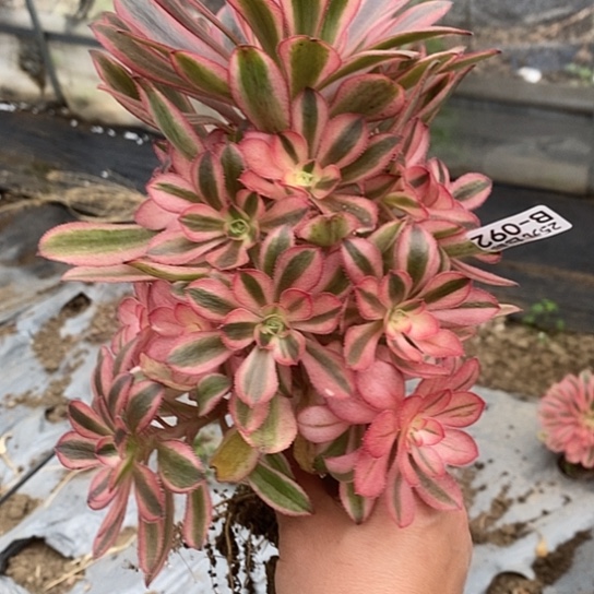 92初恋多肉清棚福利