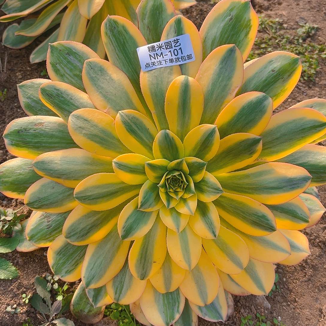 黄龙多肉植物101