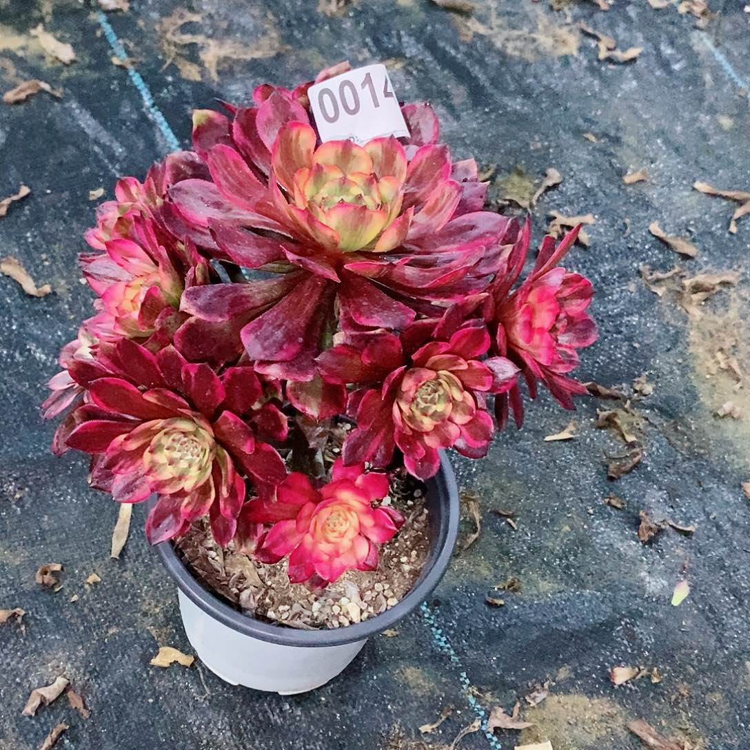 烟花0014多肉1111