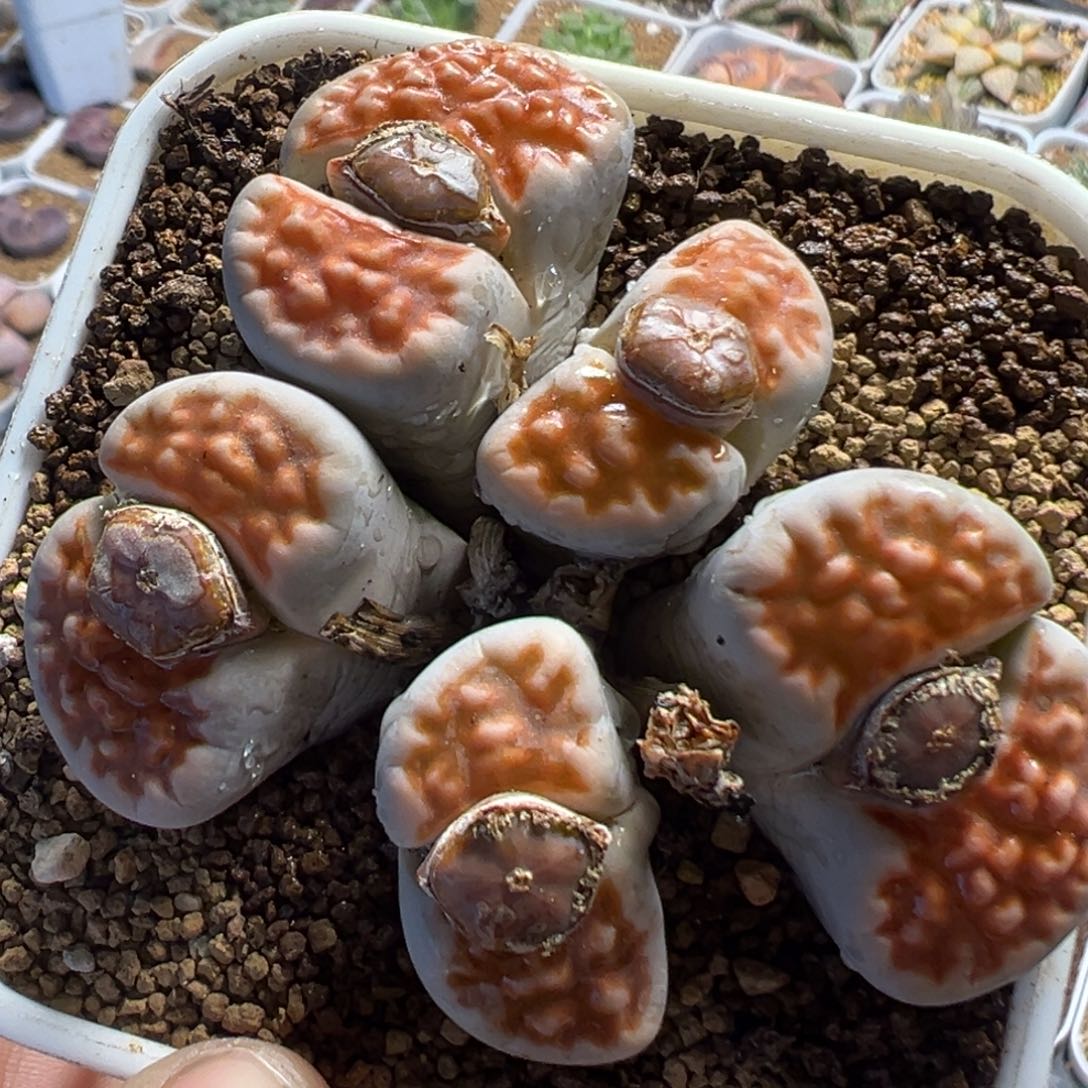 169多肉植物百科植物