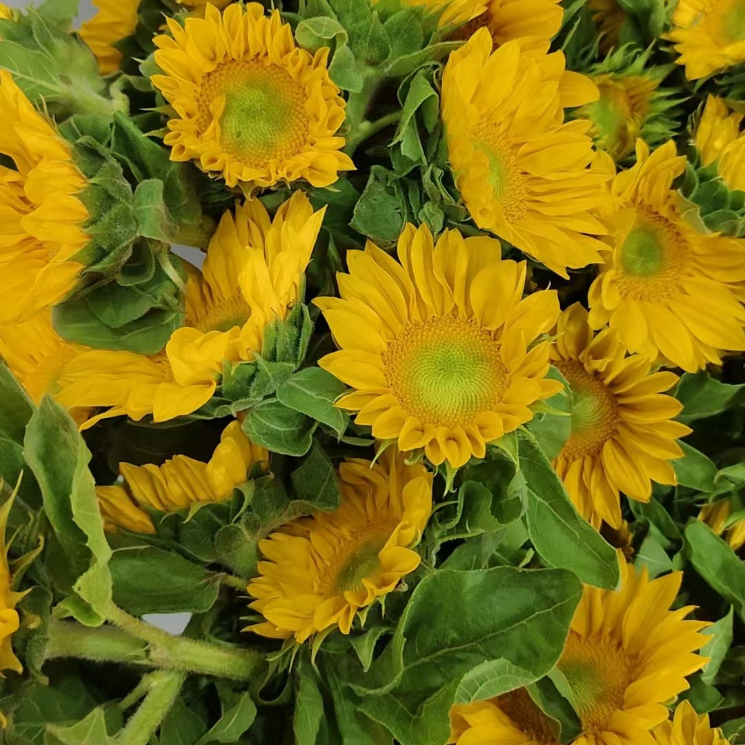 迷你绿心向日葵5支（家庭瓶插花）