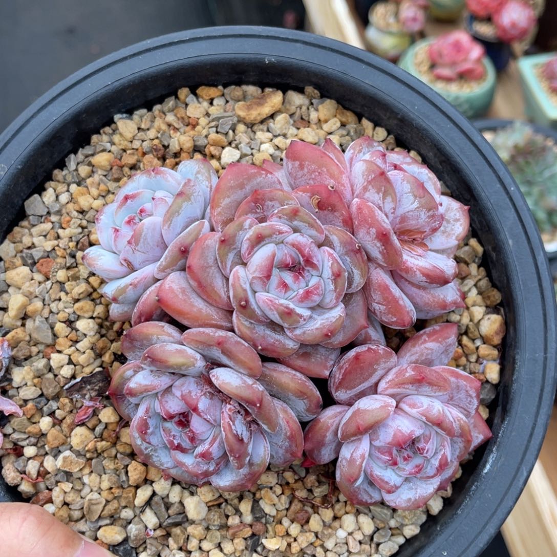 一物一拍不支持退换