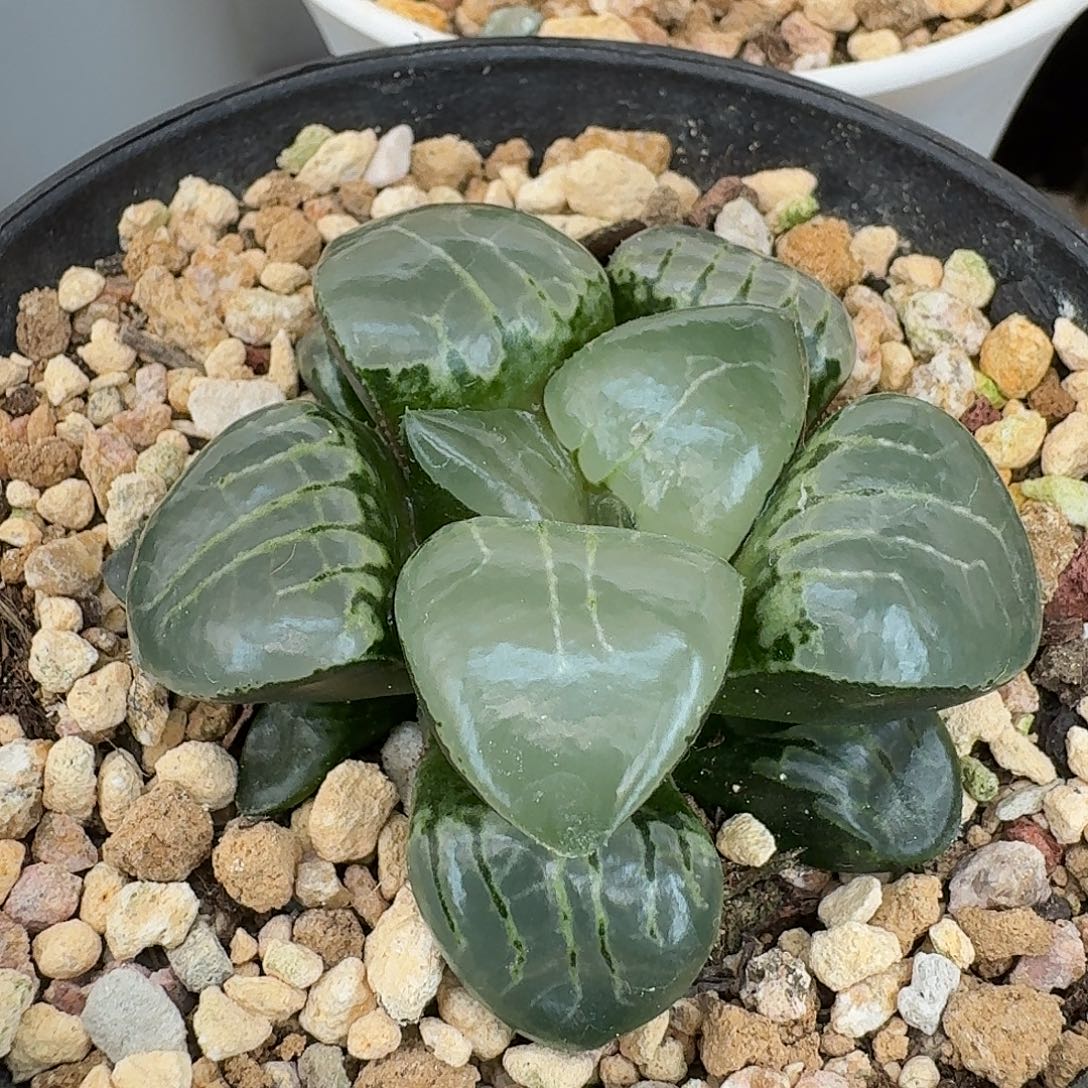 从前慢花园十二卷多肉编号-3