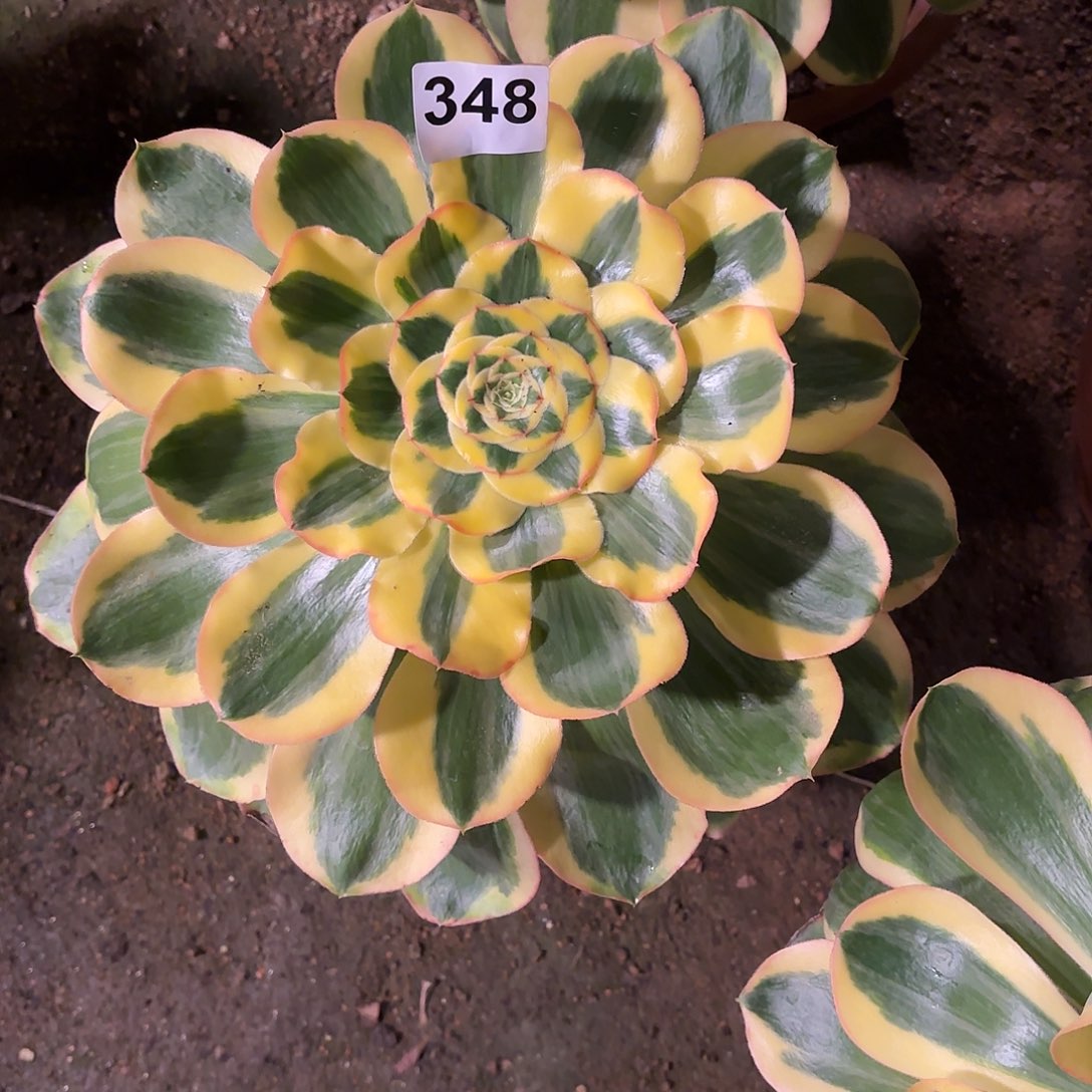 多肉法师王菲君美丽348