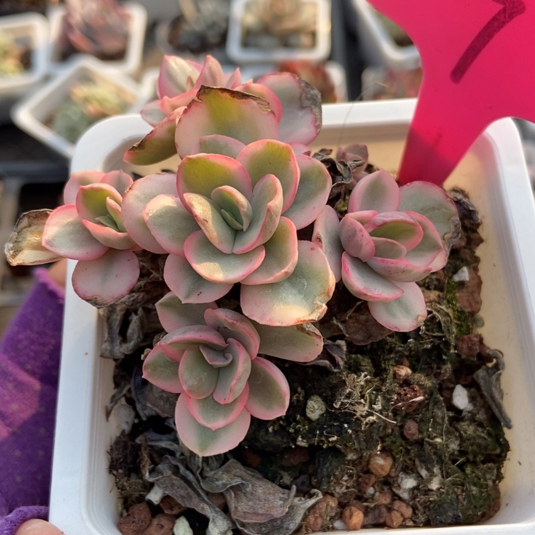 7秀妍锦多肉植物多肉植物