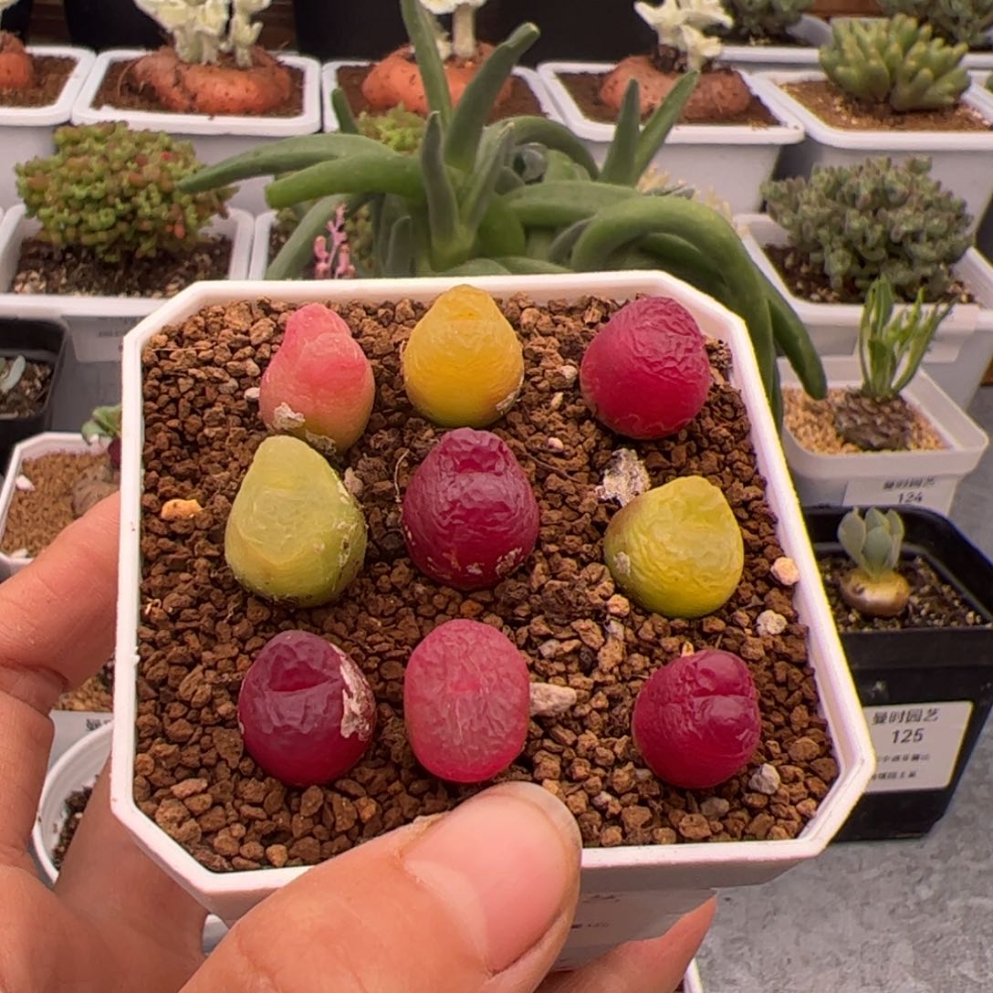 33号毛3.13多肉植物