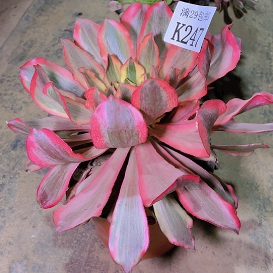 247魅影多肉植物