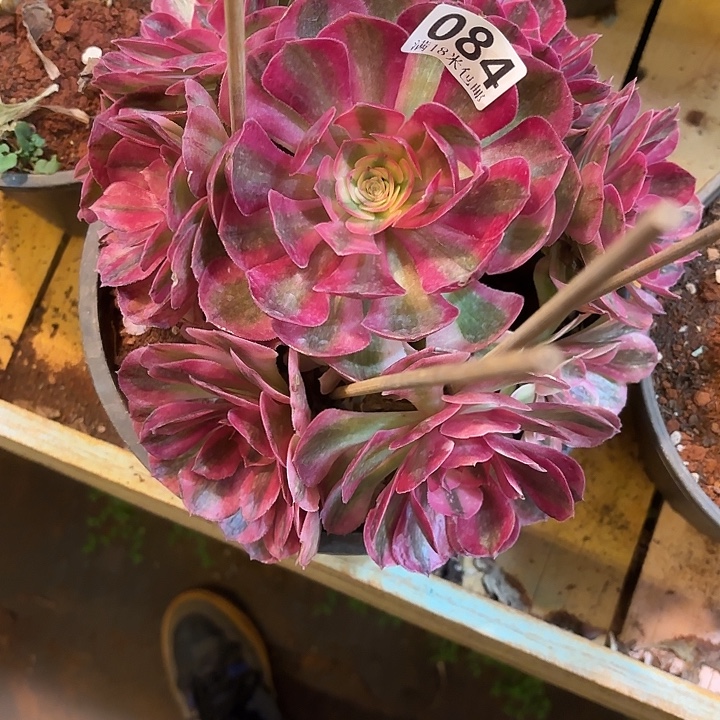 084倾城手捧掌心多肉法师锦