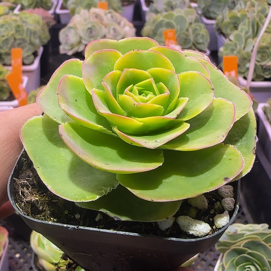 夏语变异 非偏远包邮玻璃心慎拍
