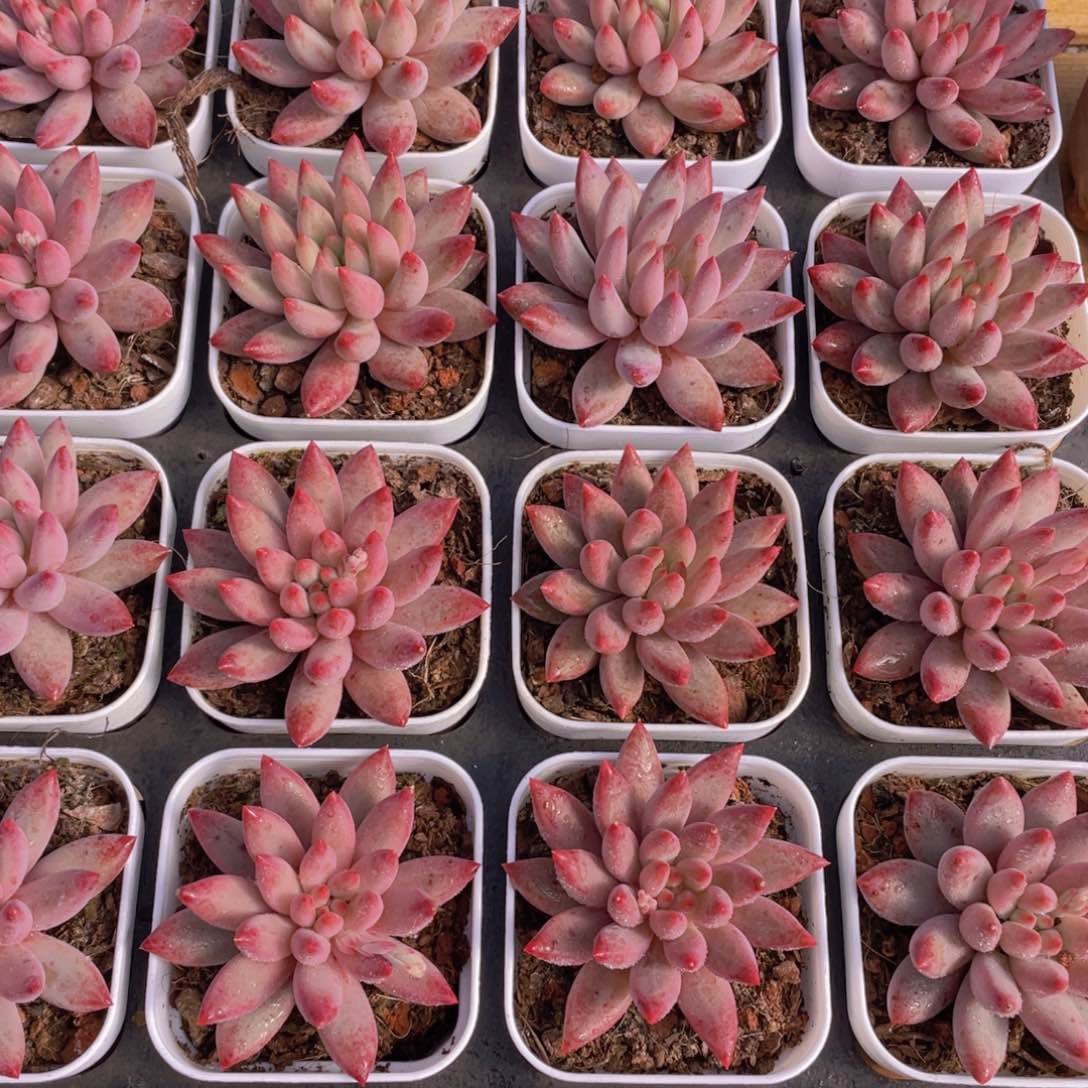 量拍30号 金鱼姬车厘子单头一个