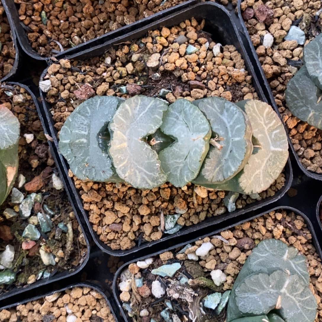 一颗牛逼玉扇  高货