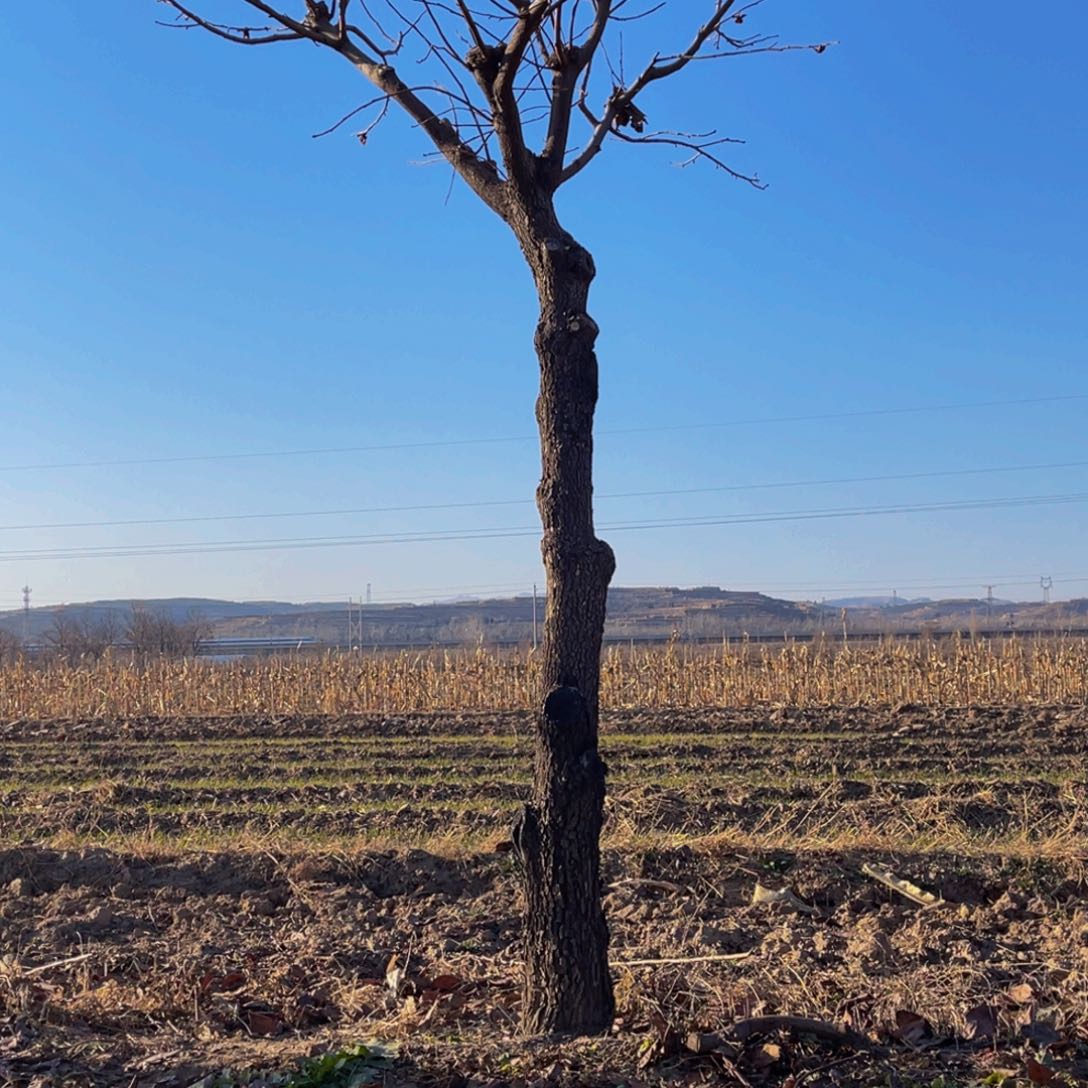 完全开放一物一拍