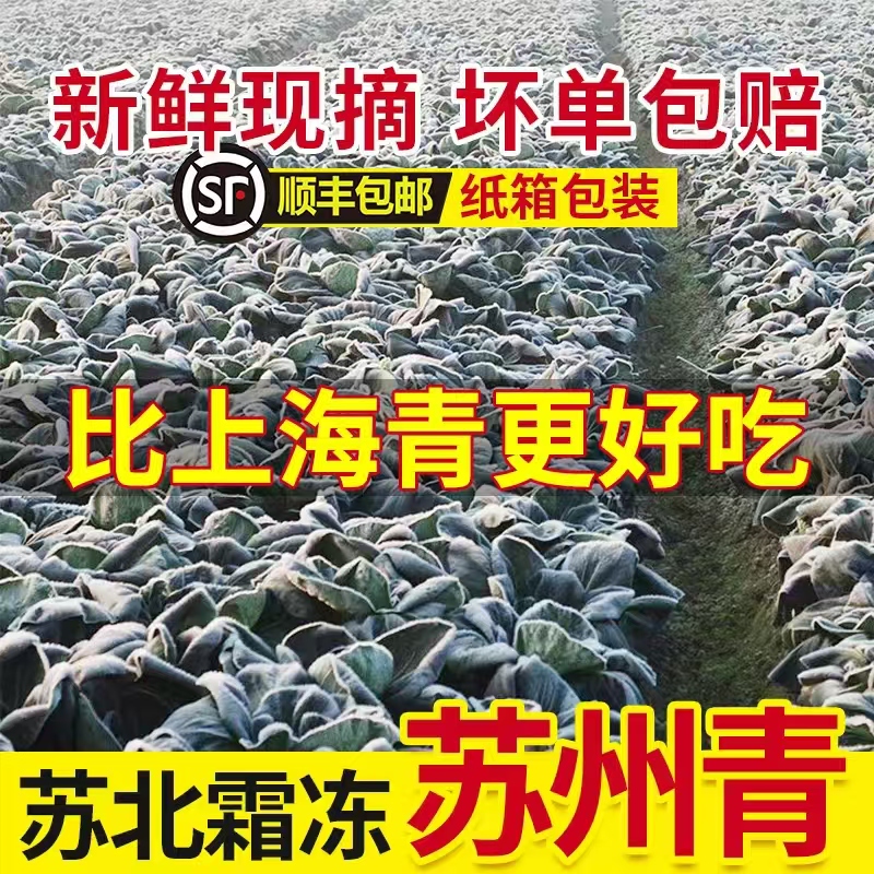 【顺丰苏州青】苏北苏州青现采现发小油菜新鲜霜冻苏州青