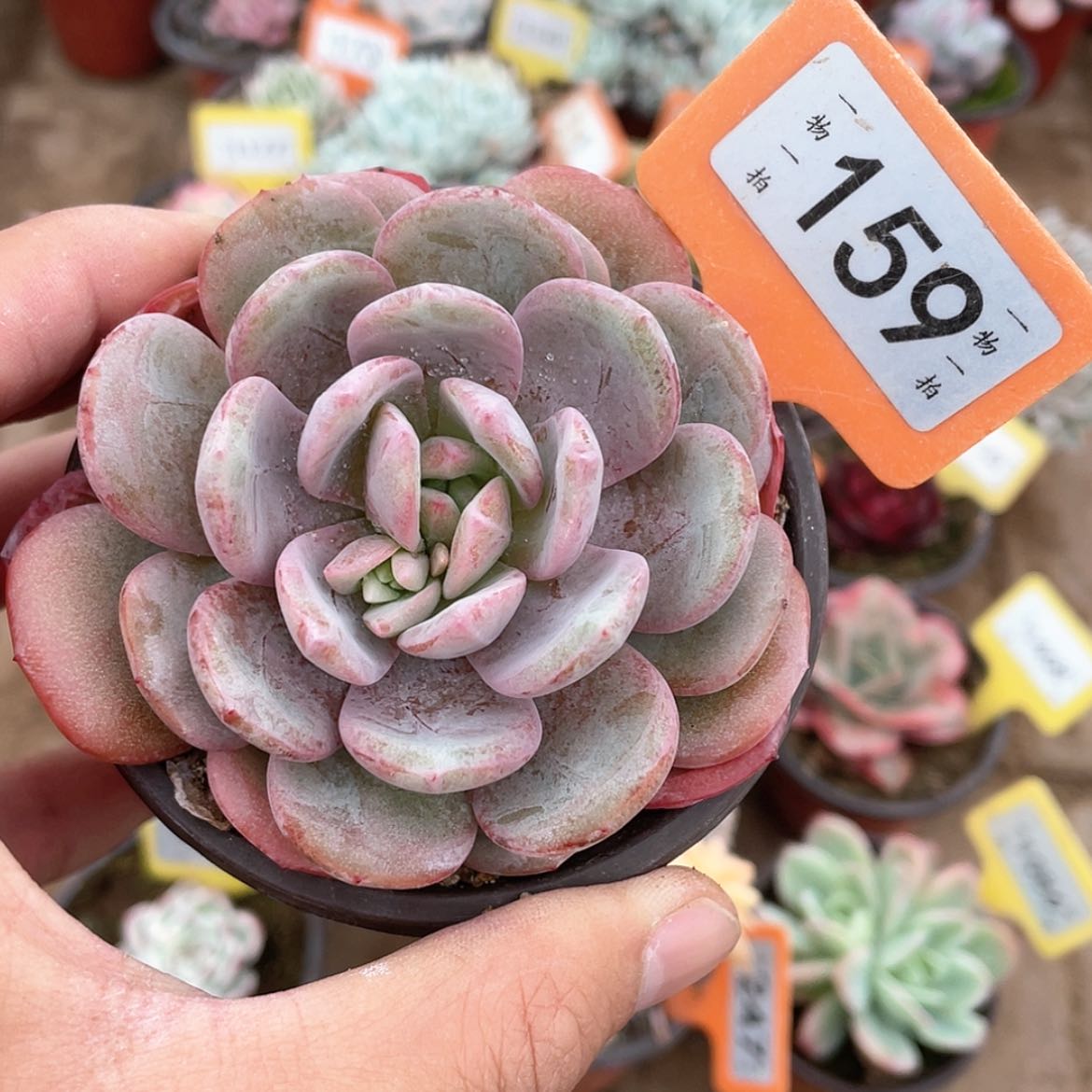 【闪购商品】159号