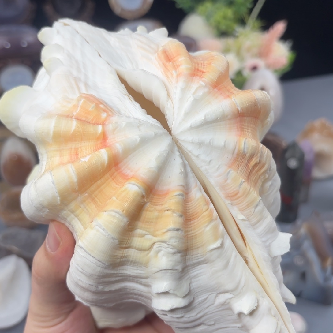 龙***女未镶嵌玛瑙/玉髓珠宝奇石