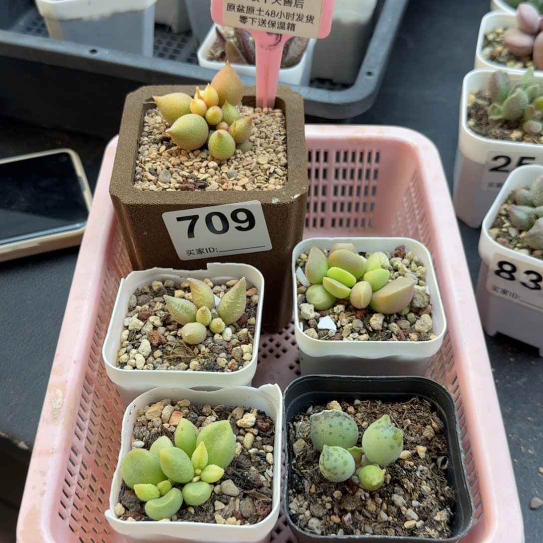 欣***丝709小辣椒647融冰20黄蛋20实生32猫耳海豹80