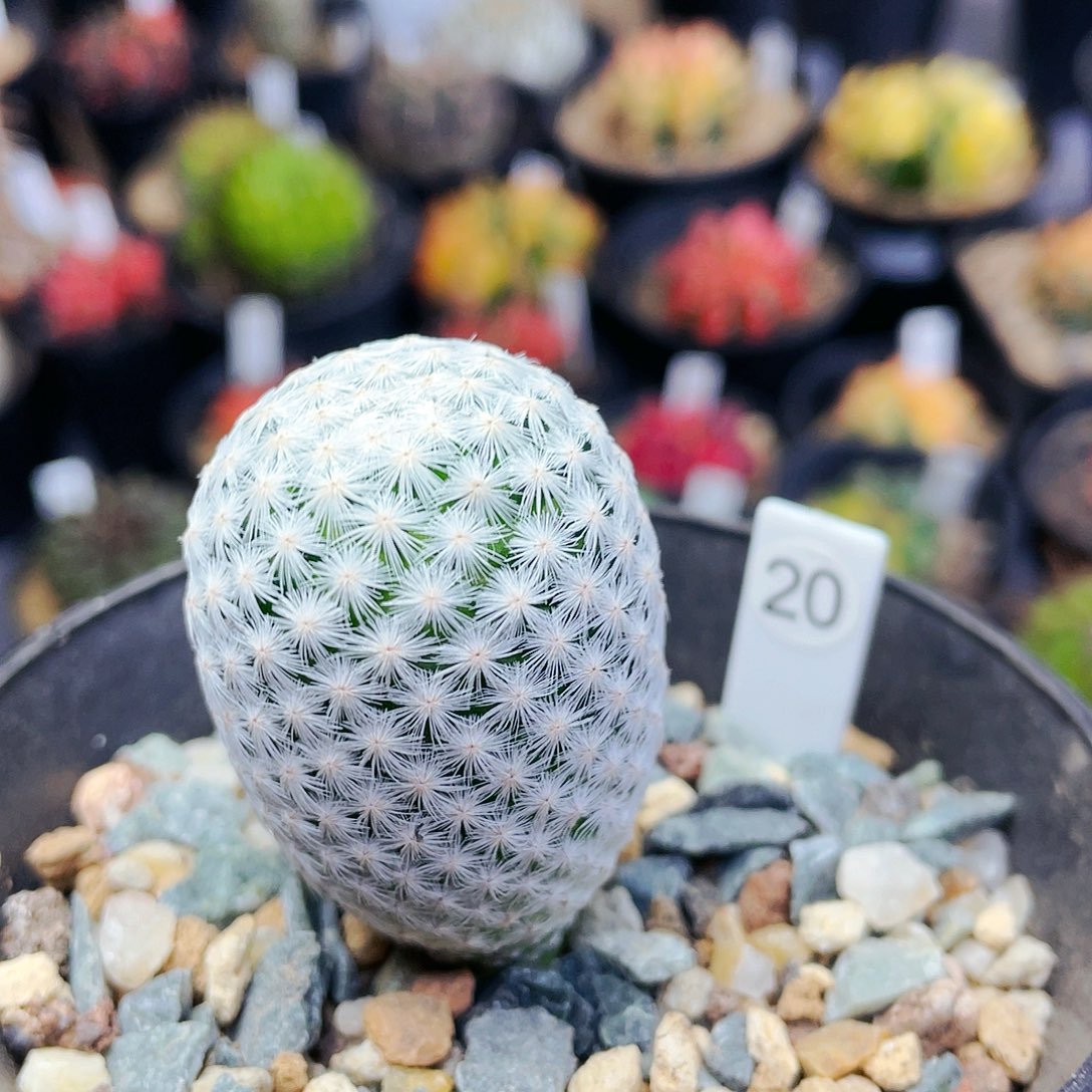 白鸟非偏远地区满25发货仙人球