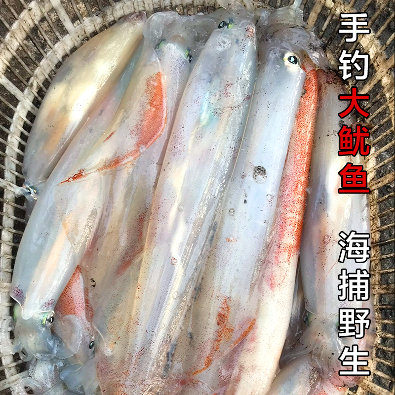 北部湾火箭鱿鱼 野生长管鱿鱼鲜活冷冻长管鱿鱼新鲜海鲜