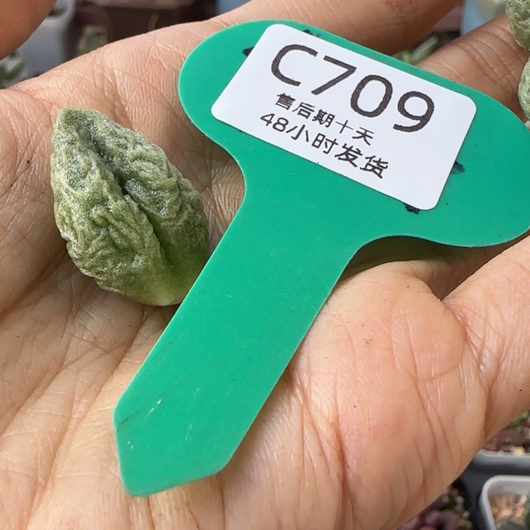 小***齐代金227。      709。  