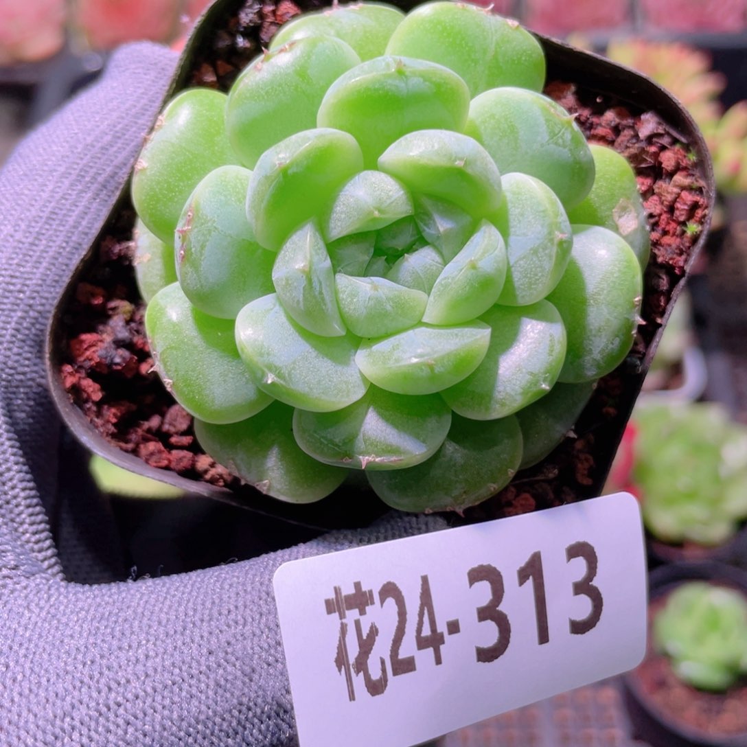 花利美24-313海王
