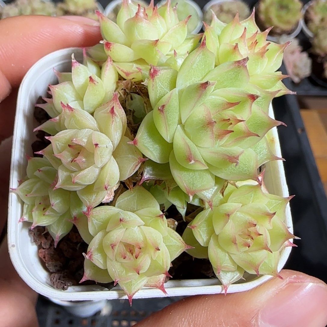 1110-----567麦秆群