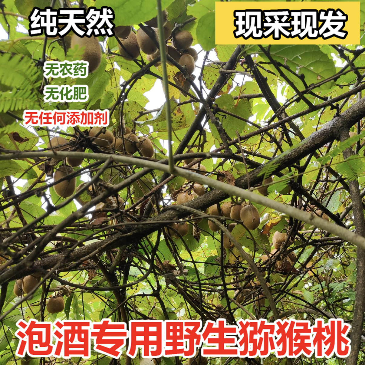 高山野生猕猴桃泡酒专用 无农药无化肥无任何添加剂5斤装