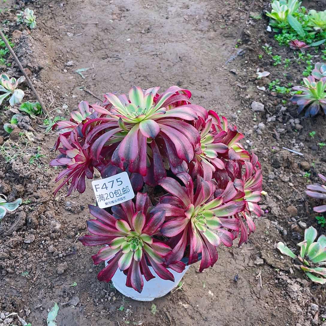 475美姬多肉法师