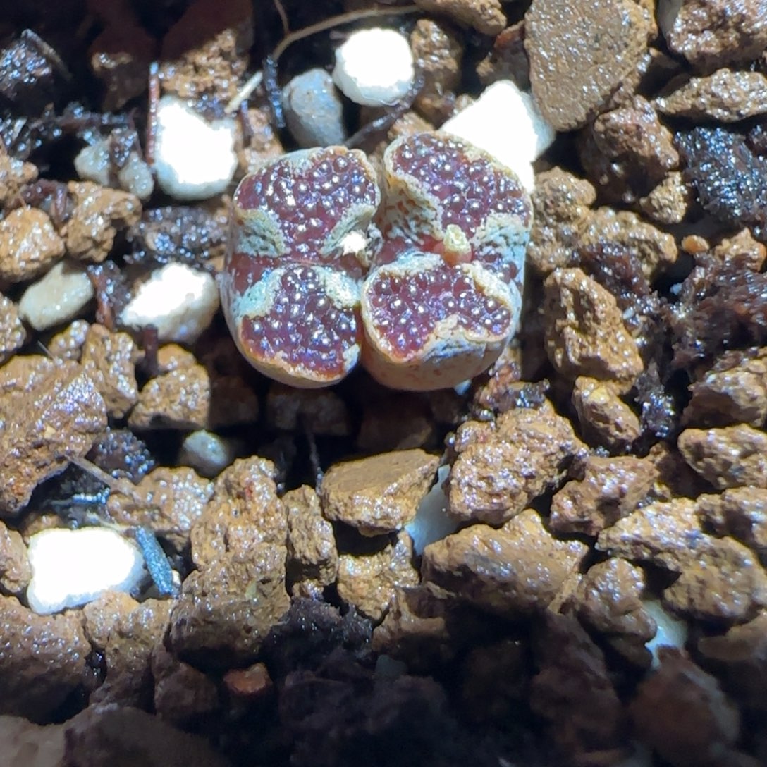 肉锥多肉植物组合-蝴蝶543