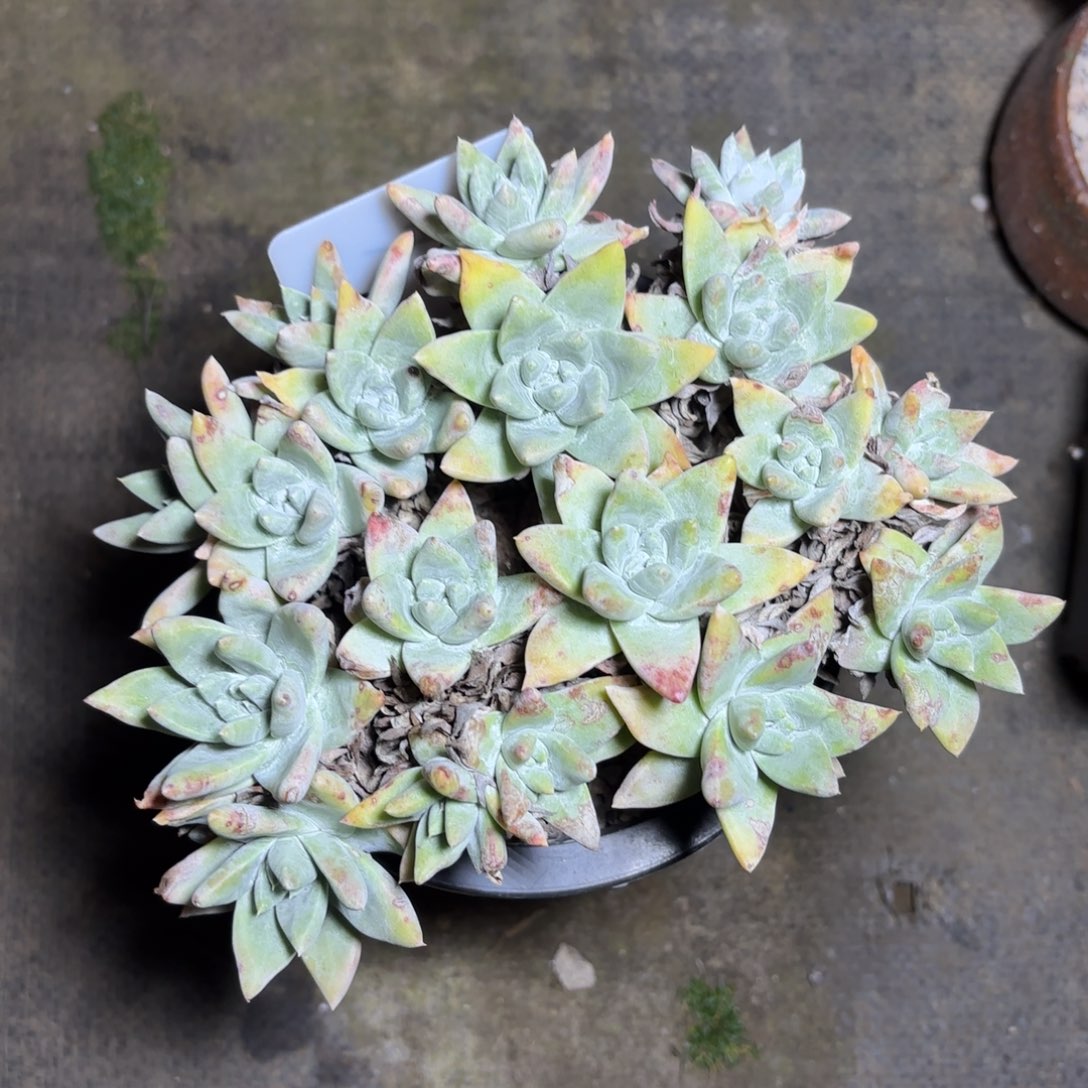 大宽叶白姆，仙女杯多肉